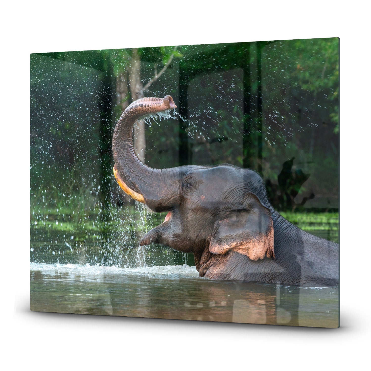Inductiebeschermer - Gehard Glas - Badende Olifant