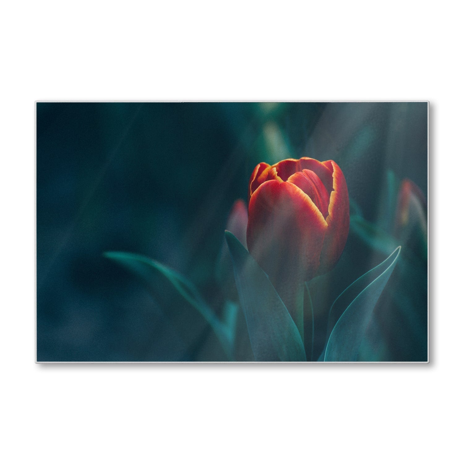 Snijplank - Gehard Glas - Dieprode Tulp
