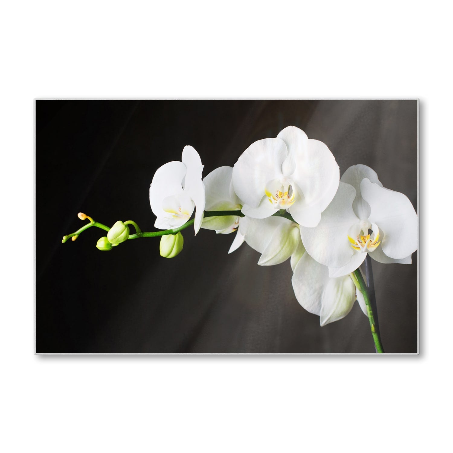 Snijplank - Gehard Glas - Witte Orchideeën