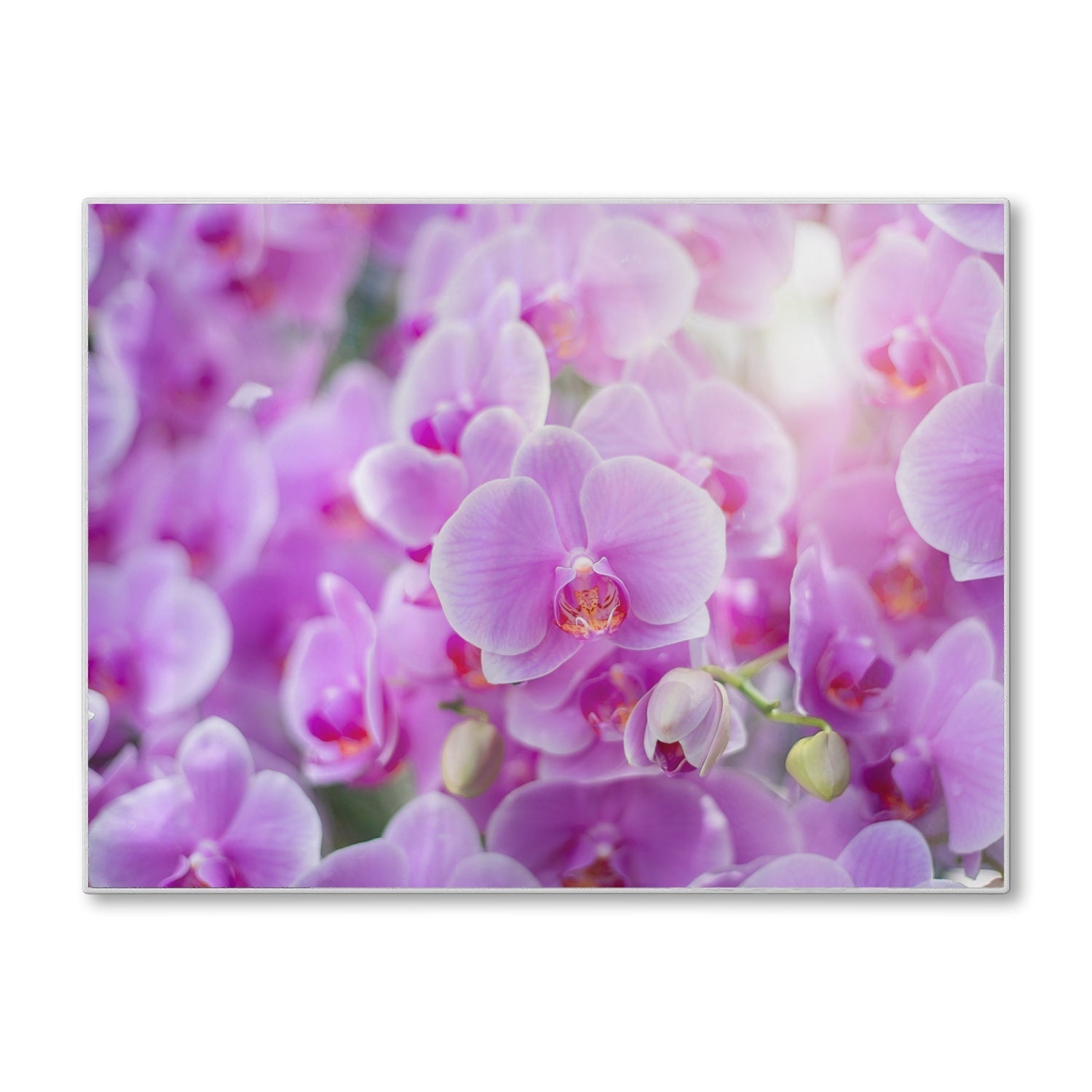 Snijplank - Gehard Glas - Stralende Orchideeën