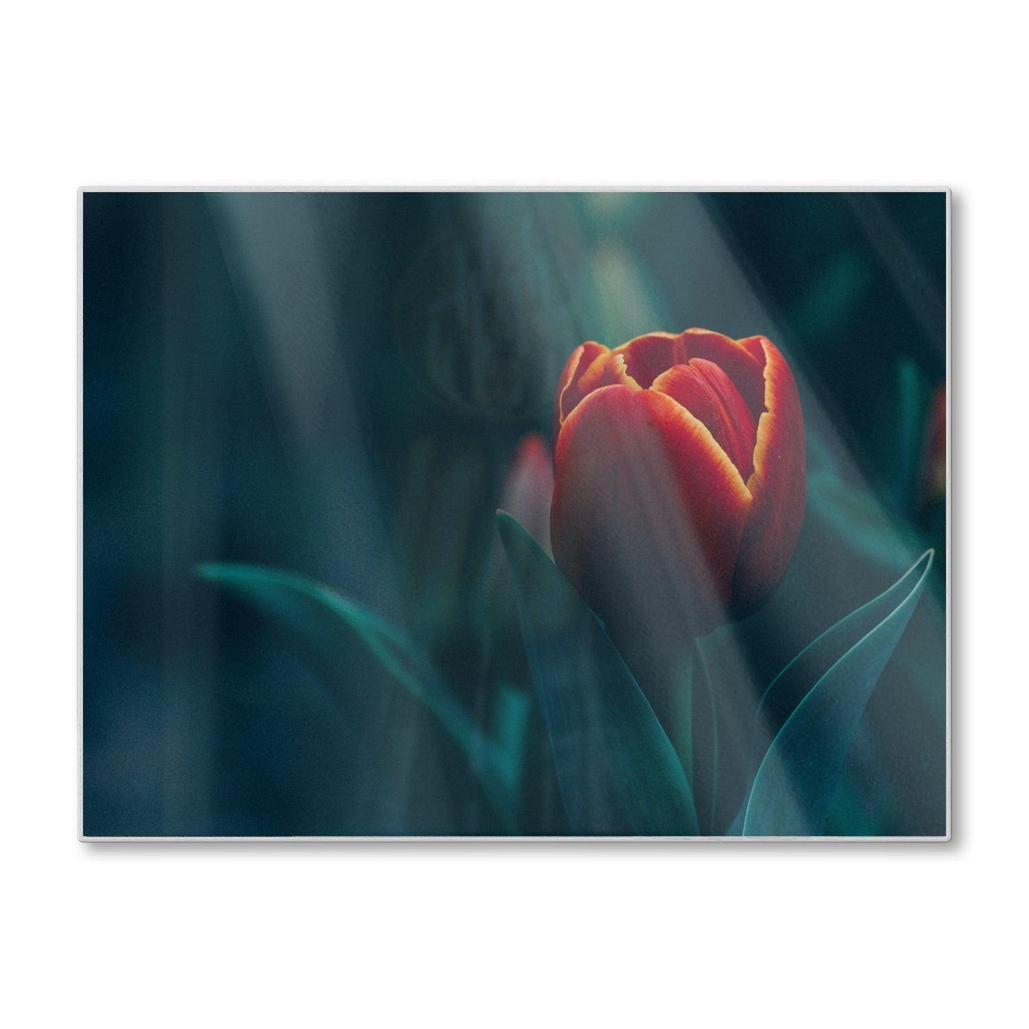 Snijplank - Gehard Glas - Dieprode Tulp