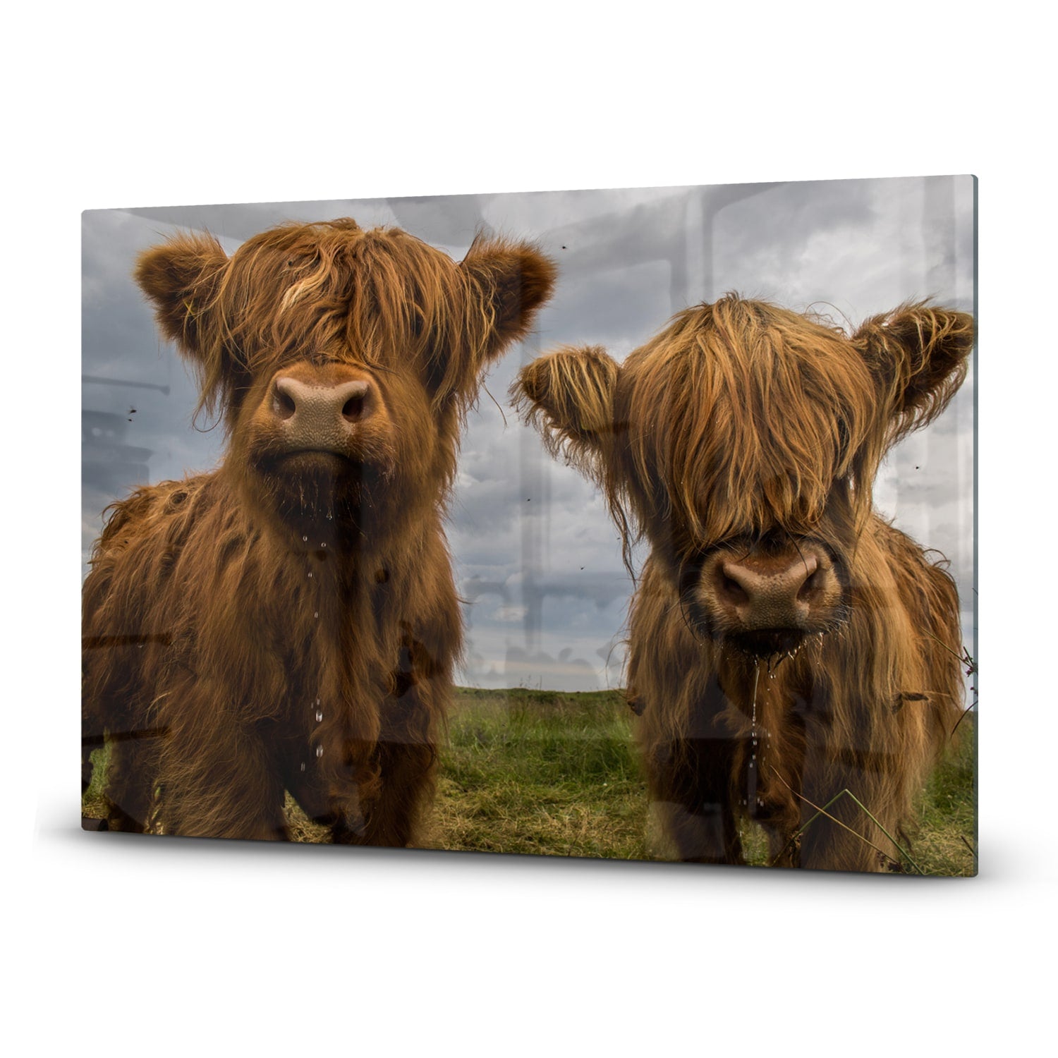 Inductiebeschermer - Gehard Glas - Twee Schotse Hooglanders