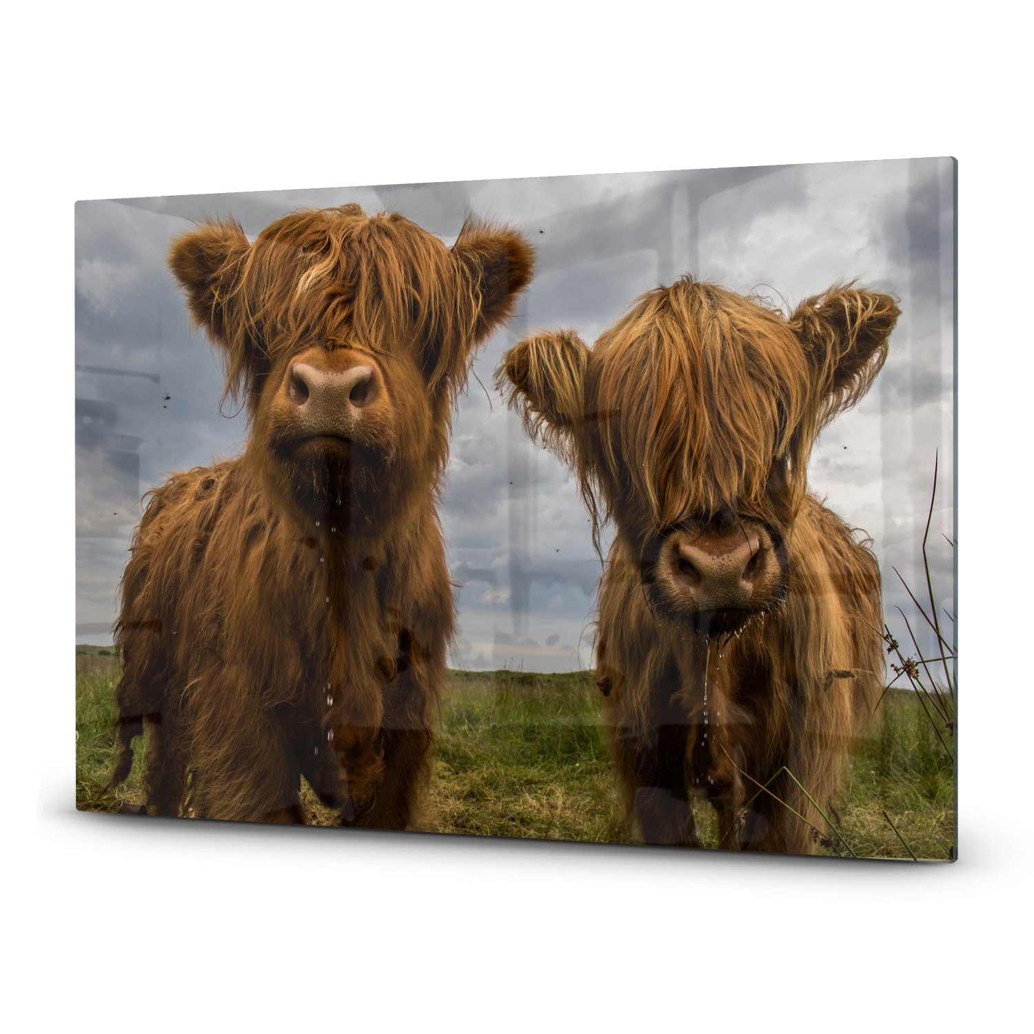 Inductiebeschermer - Gehard Glas - Twee Schotse Hooglanders