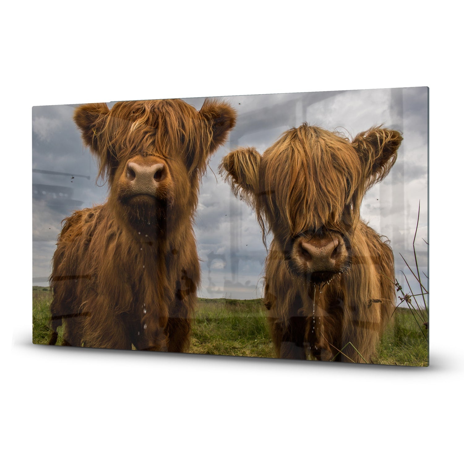 Inductiebeschermer - Gehard Glas - Twee Schotse Hooglanders