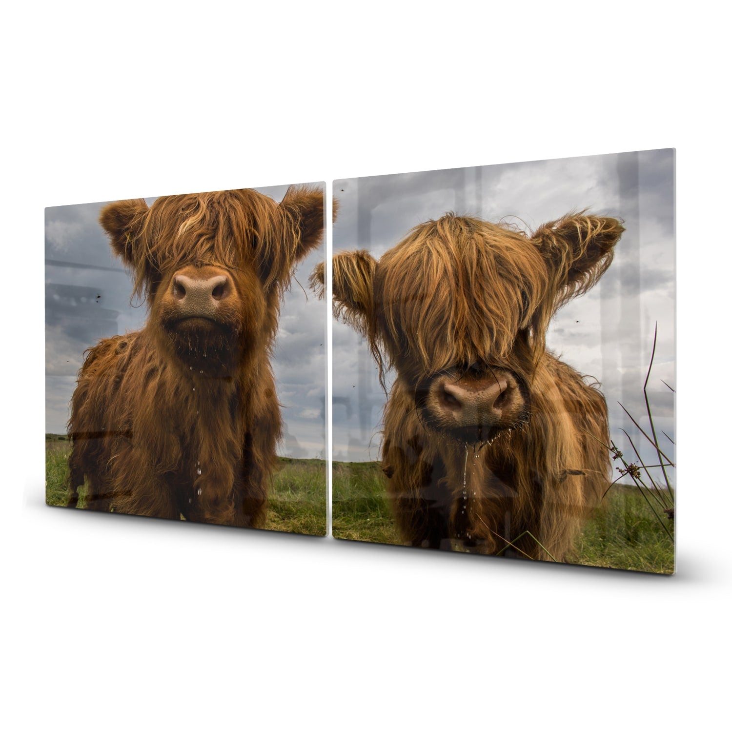 Inductiebeschermer - Gehard Glas - Twee Schotse Hooglanders